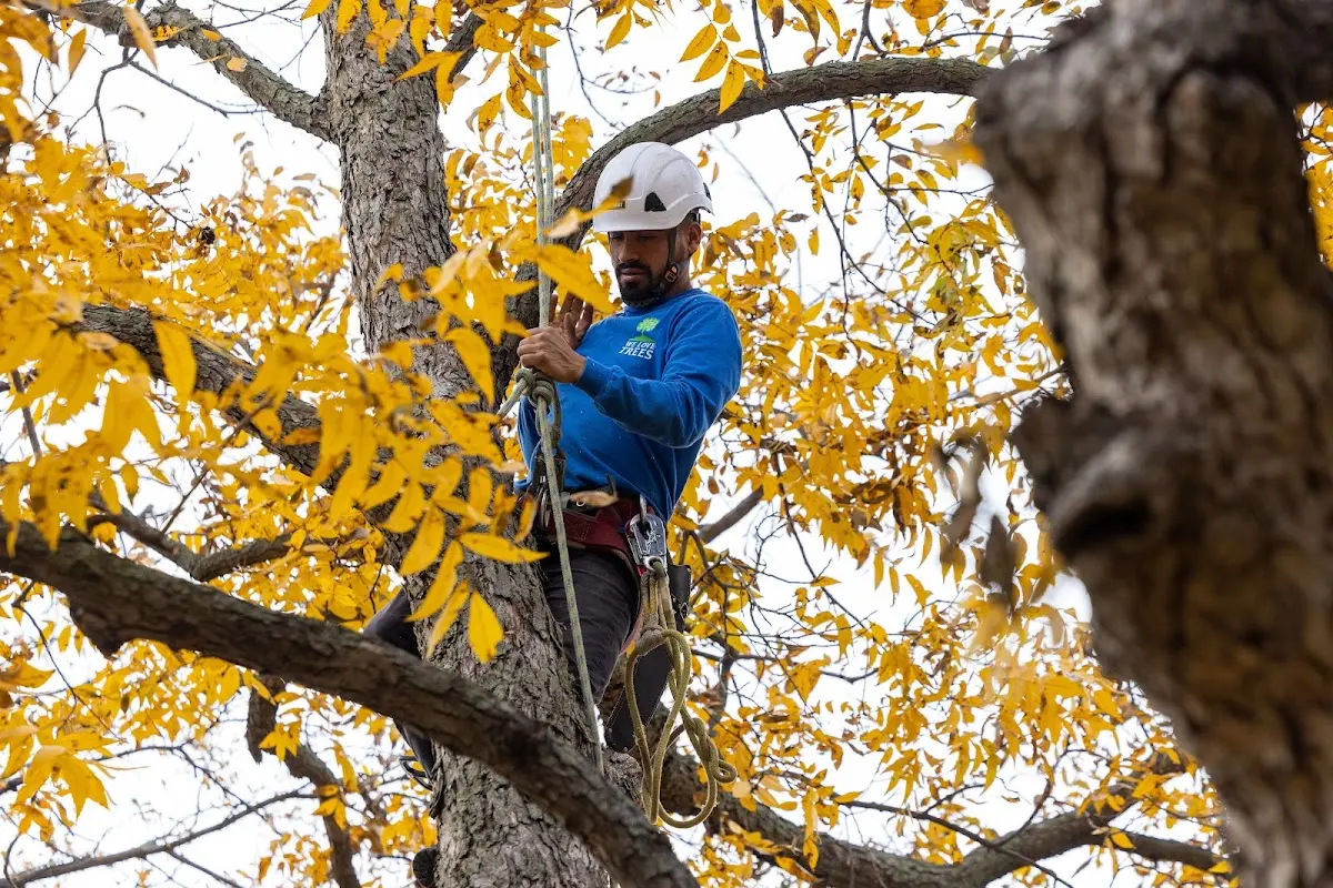 Skilled Storm Damage Cleanup crew working in Tarrytown